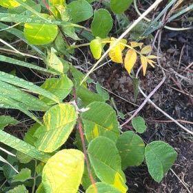 Photo of the plant species Black Walnut by @SpiffySkyplant named Anne on Greg, the plant care app
