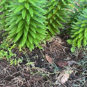 Photo of the plant species Tiger Lily by @SpiffySkyplant named Naomi on Greg, the plant care app