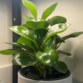 Darwin