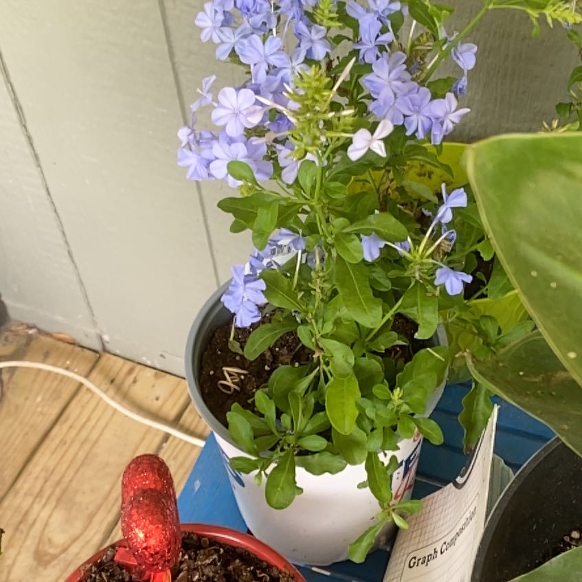 Morgan Treeman | A plant by @TutorLemongrass on Greg