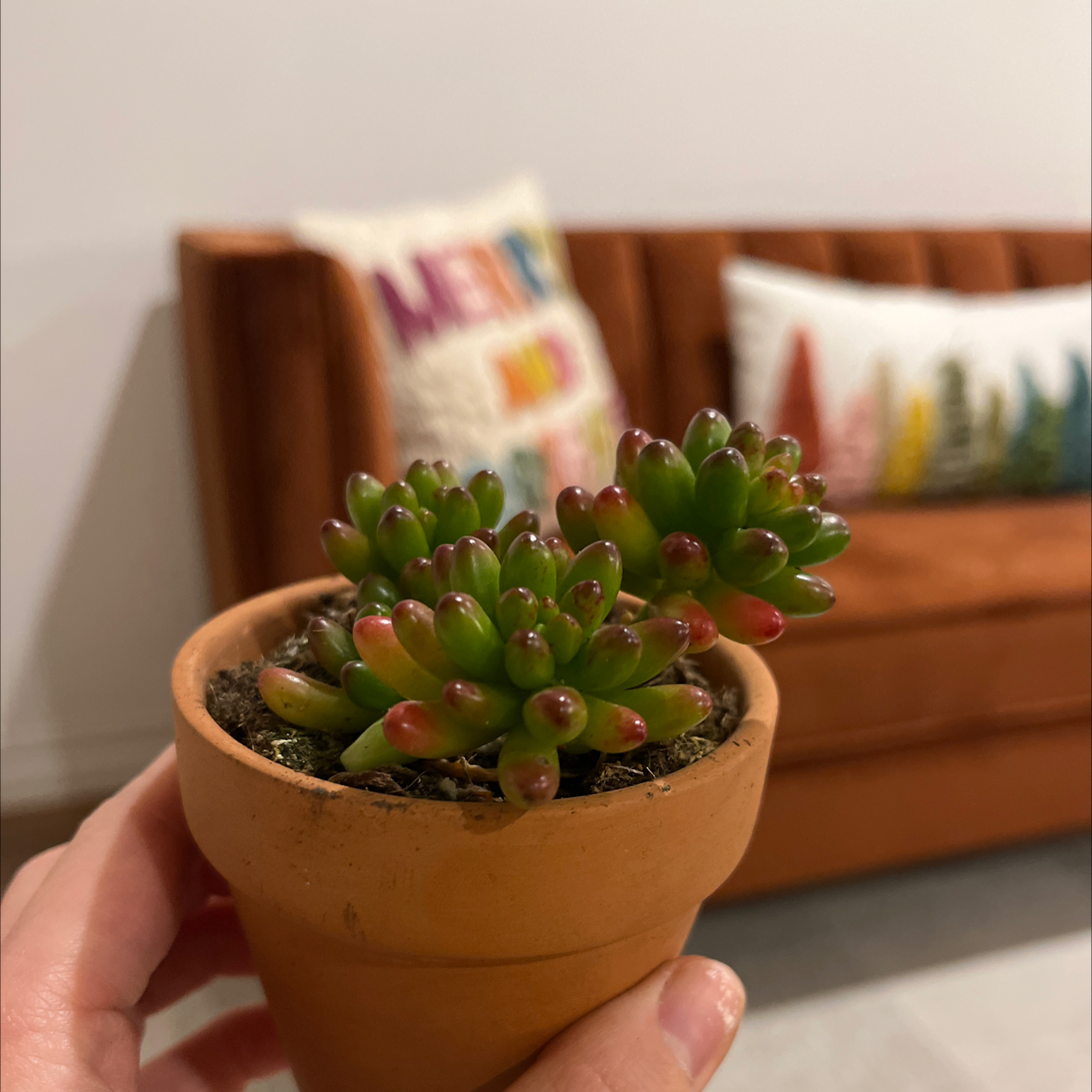 Photo of the plant species Sedum 'Pork and Beans' by @liv4thegrowth named Jubilee on Greg, the plant care app
