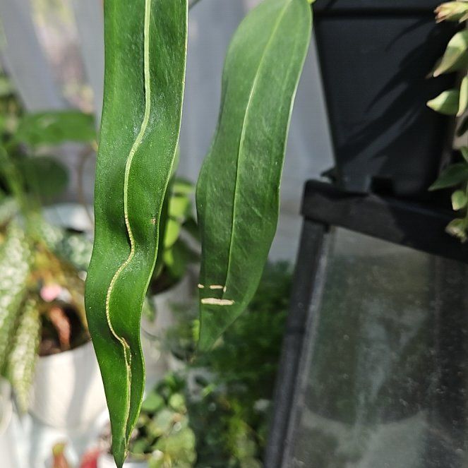 Photo of the plant species Anthurium Wendlingeri by @UntiringPlain named Wendy on Greg, the plant care app