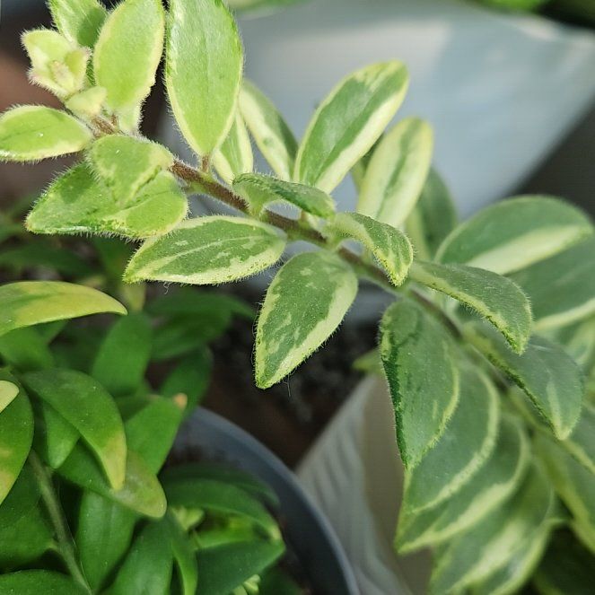 Photo of the plant species Bolero Bicolor Lipstick by @UntiringPlain named Lipstick Variegated on Greg, the plant care app