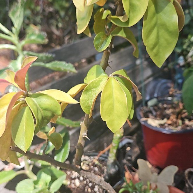Photo of the plant species Barbados Gooseberry by @UntiringPlain named Homer on Greg, the plant care app