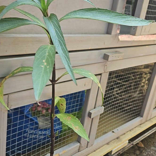 Photo of the plant species mexican petunia by @UntiringPlain named Kardashian on Greg, the plant care app