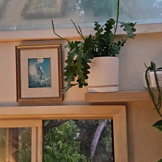 Photo of the plant species Fishbone cactus by @UntiringPlain named Madonna on Greg, the plant care app