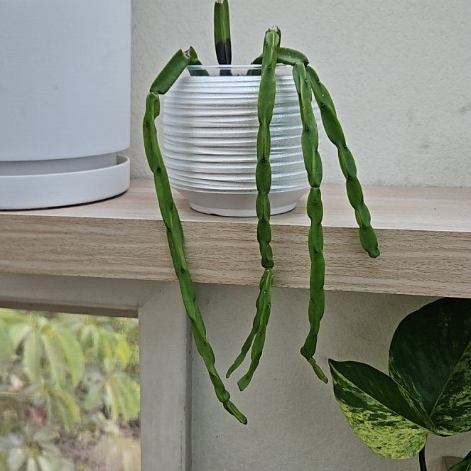 Photo of the plant species Eulophia paradoxa by @UntiringPlain named Foxxy on Greg, the plant care app