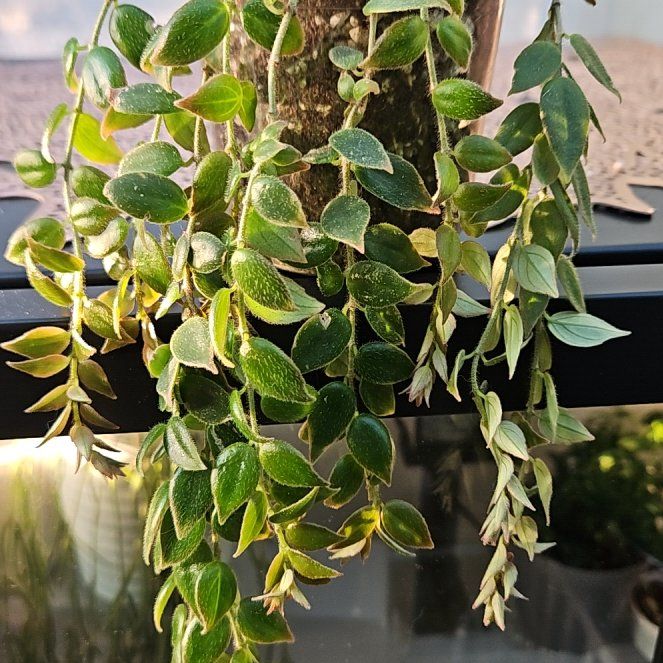 Photo of the plant species Columnea gloriosa by @UntiringPlain named Columnea Arguta on Greg, the plant care app