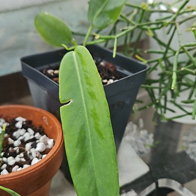 Photo of the plant species Pallidiforum 'Guayusa' by @UntiringPlain named Baesil on Greg, the plant care app