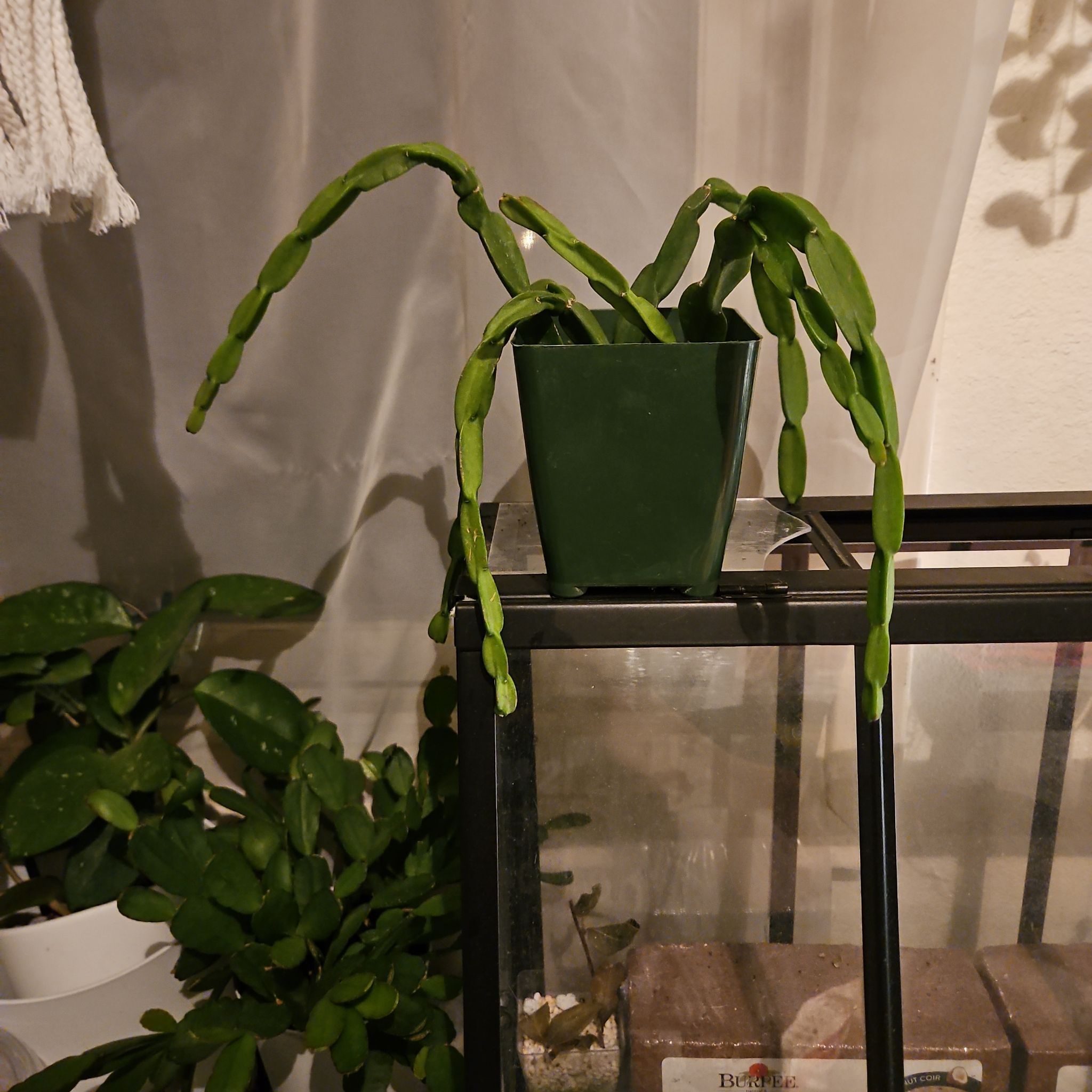 Photo of the plant species Rhipsalis paradoxa by @UntiringPlain named Paradoxa on Greg, the plant care app