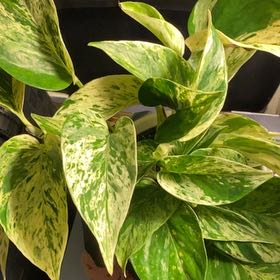 Photo of the plant species Dieffenbachia 'Starbright' by @UniqueSalsa71 named Osmo on Greg, the plant care app