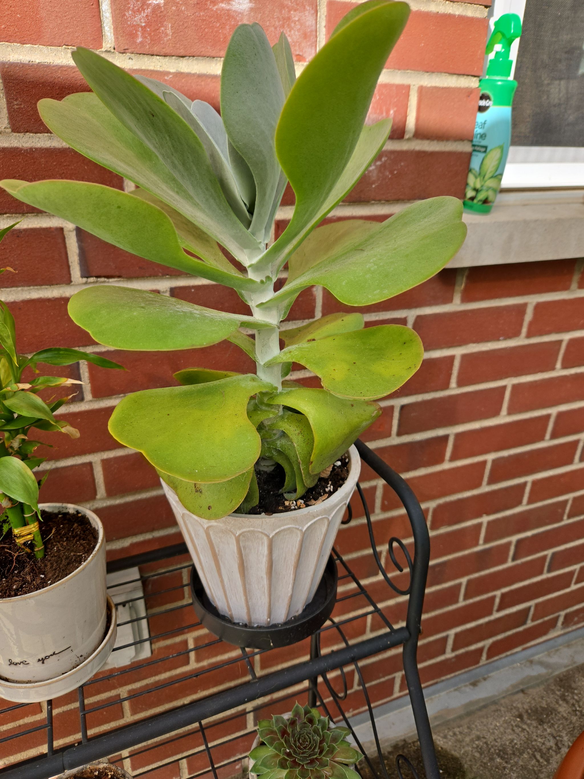 Photo from the post