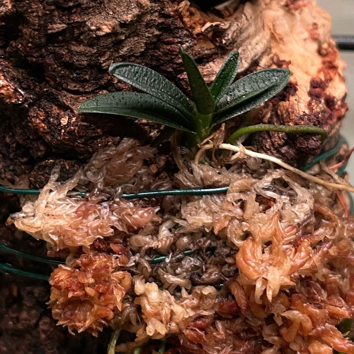 Photo of the plant species Angraecum urschianum by @ShowyLilacchina named Angeria on Greg, the plant care app