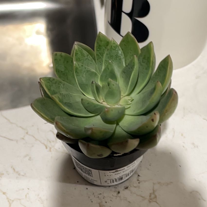 Photo of the plant species Assorted Tacisedum by @WhizZinnia75 named Sherlock on Greg, the plant care app