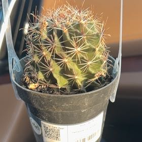 Photo of the plant species Cactus by @AceAllspice81 named Achilles on Greg, the plant care app