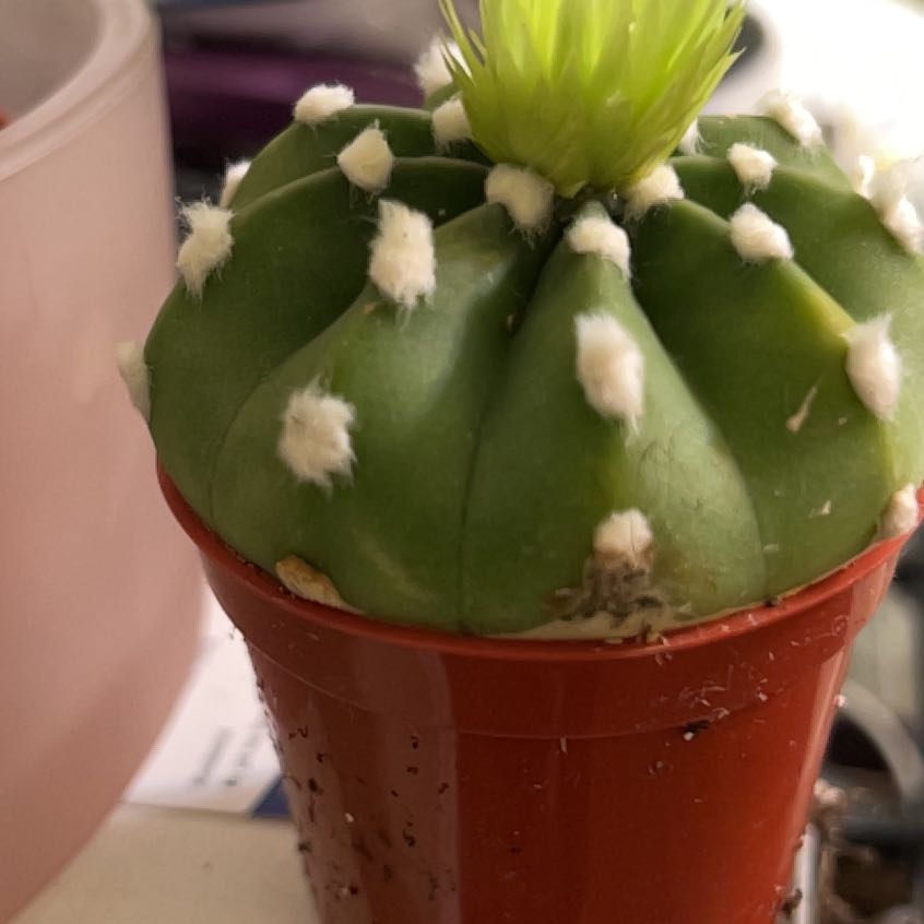 Photo of the plant species hedgehog cacti by @FitCapemay51 named Michelle Branch on Greg, the plant care app