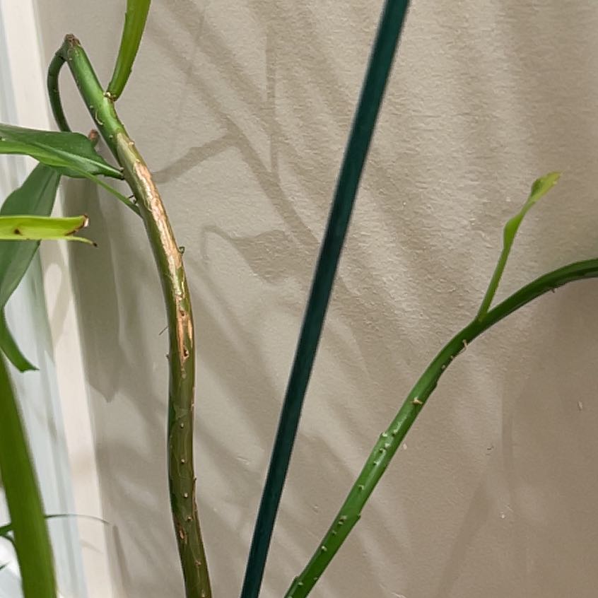 Photo of the plant species Night Blooming Cereus by @FitCapemay51 named Aunt Ruth on Greg, the plant care app