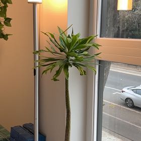 Photo of the plant species Euphorbia bourgaeana by @IdealSnowcrocus named Girlfrond on Greg, the plant care app