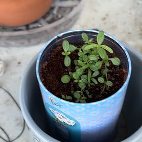 Photo of the plant species Silver Princess Daisy by @CunningTropical named Peter Parker on Greg, the plant care app