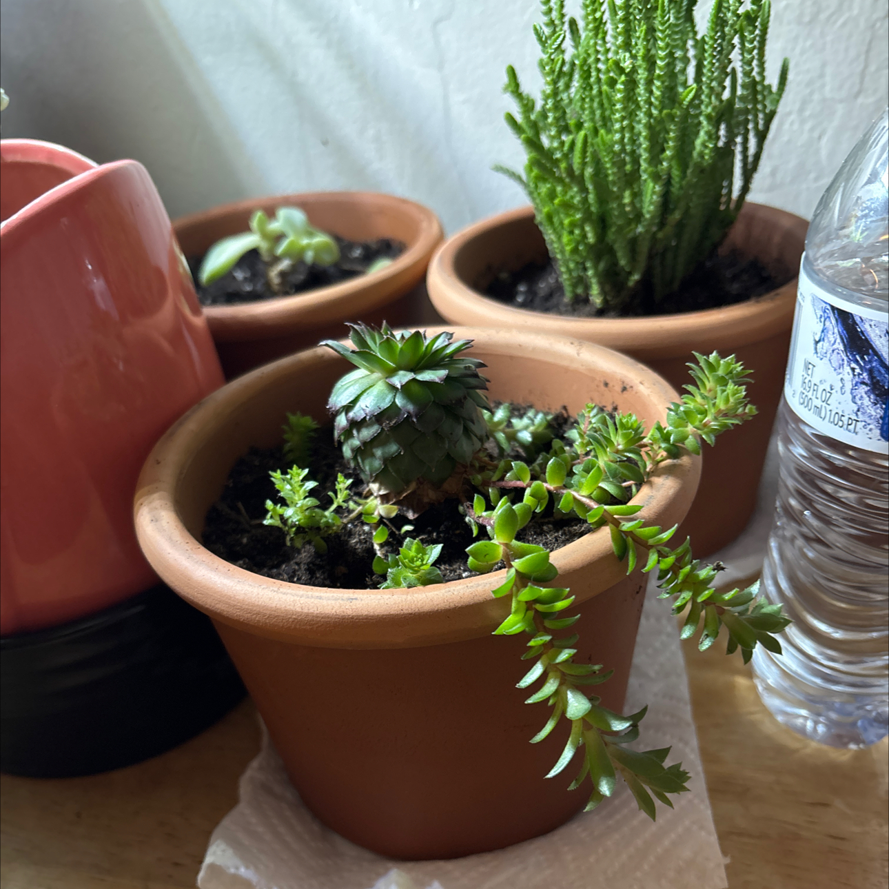 Photo of the plant species Assorted Hens and Chicks by @CunningTropical named Eva on Greg, the plant care app