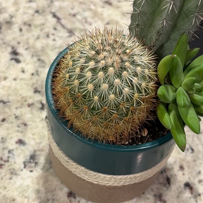 Photo of the plant species Asst cacti by @FacileLilac79 named Taylor Swift on Greg, the plant care app