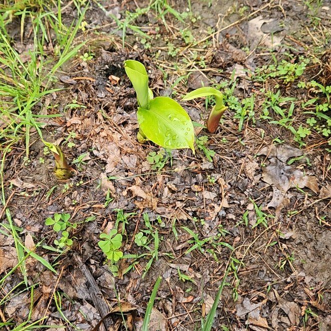 Photo of the plant species Brown Widelip Orchid by @ChiefCigarplant named Fernie Mercury on Greg, the plant care app
