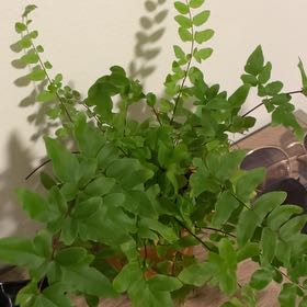 Photo of the plant species Cyrtomium falcatum by @SolidIcecaps47 named Jameson on Greg, the plant care app