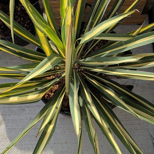 Photo of the plant species Spanish Dagger by @SportyRedlog83 named Terra on Greg, the plant care app