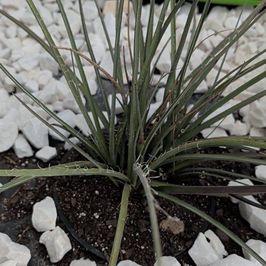 Photo of the plant species Red Yucca by @SportyRedlog83 named Kardashian on Greg, the plant care app
