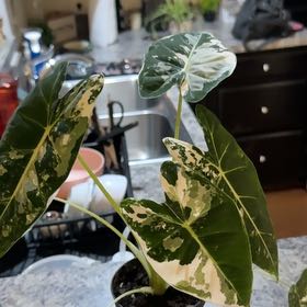 Plant care for Varigated Peace Lilly on Greg, the plant care app