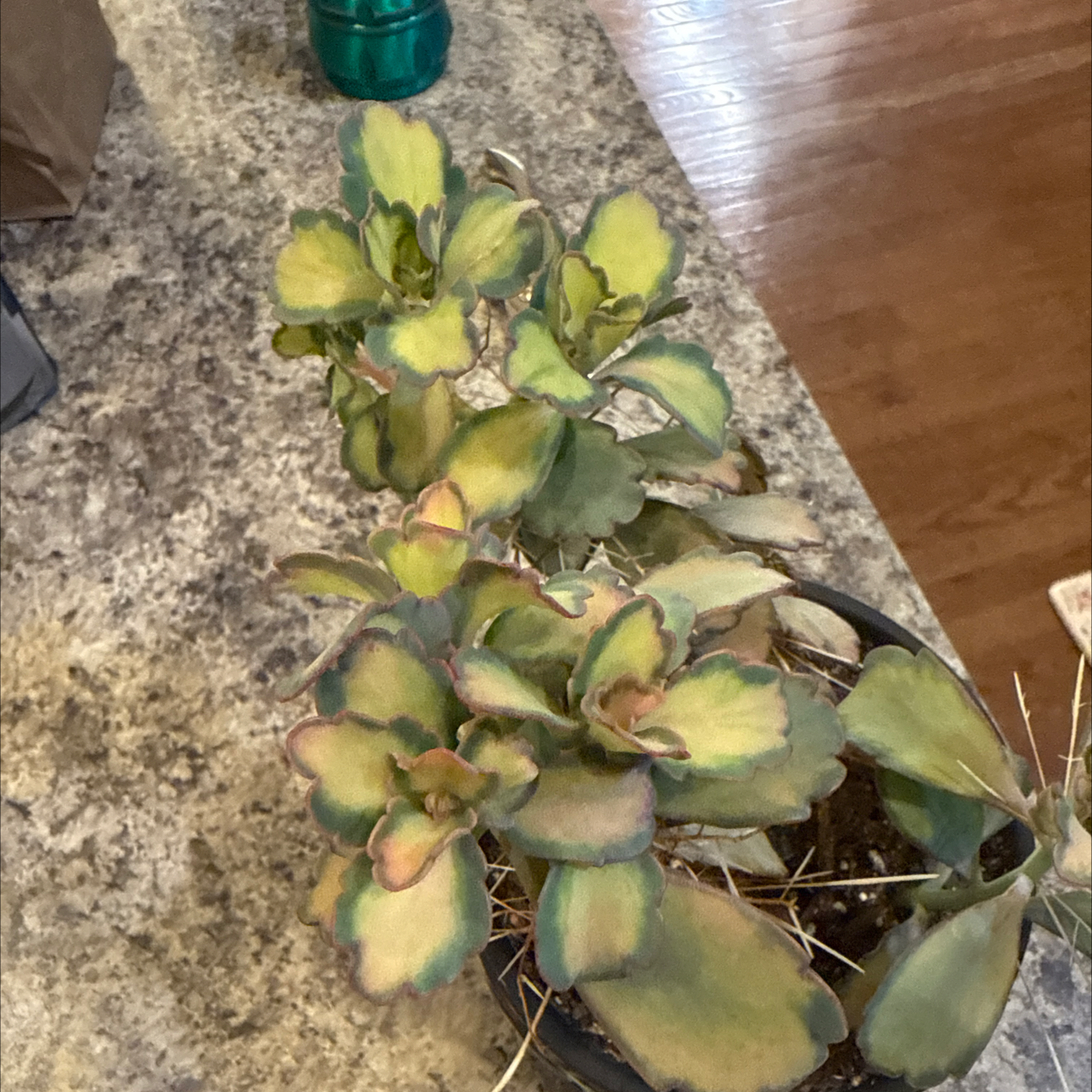 Photo of the plant species Kalanchoe 'Stained Glass' by @GrownKaramu3 named Prince on Greg, the plant care app