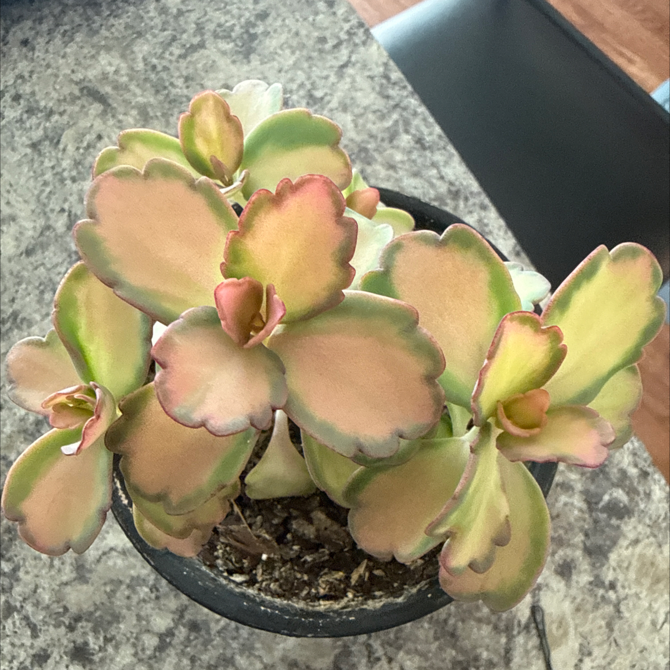 Photo of the plant species Kalanchoe 'Stained Glass' by @GrownKaramu3 named Prince on Greg, the plant care app
