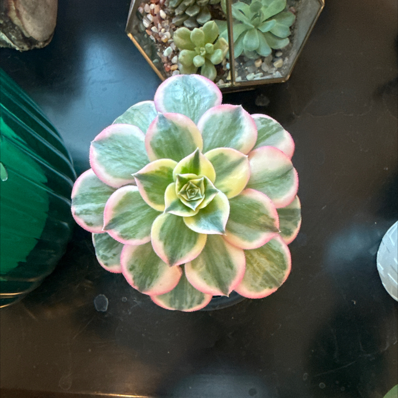 Photo of the plant species Sunburst by @GrownKaramu3 named McKinley on Greg, the plant care app