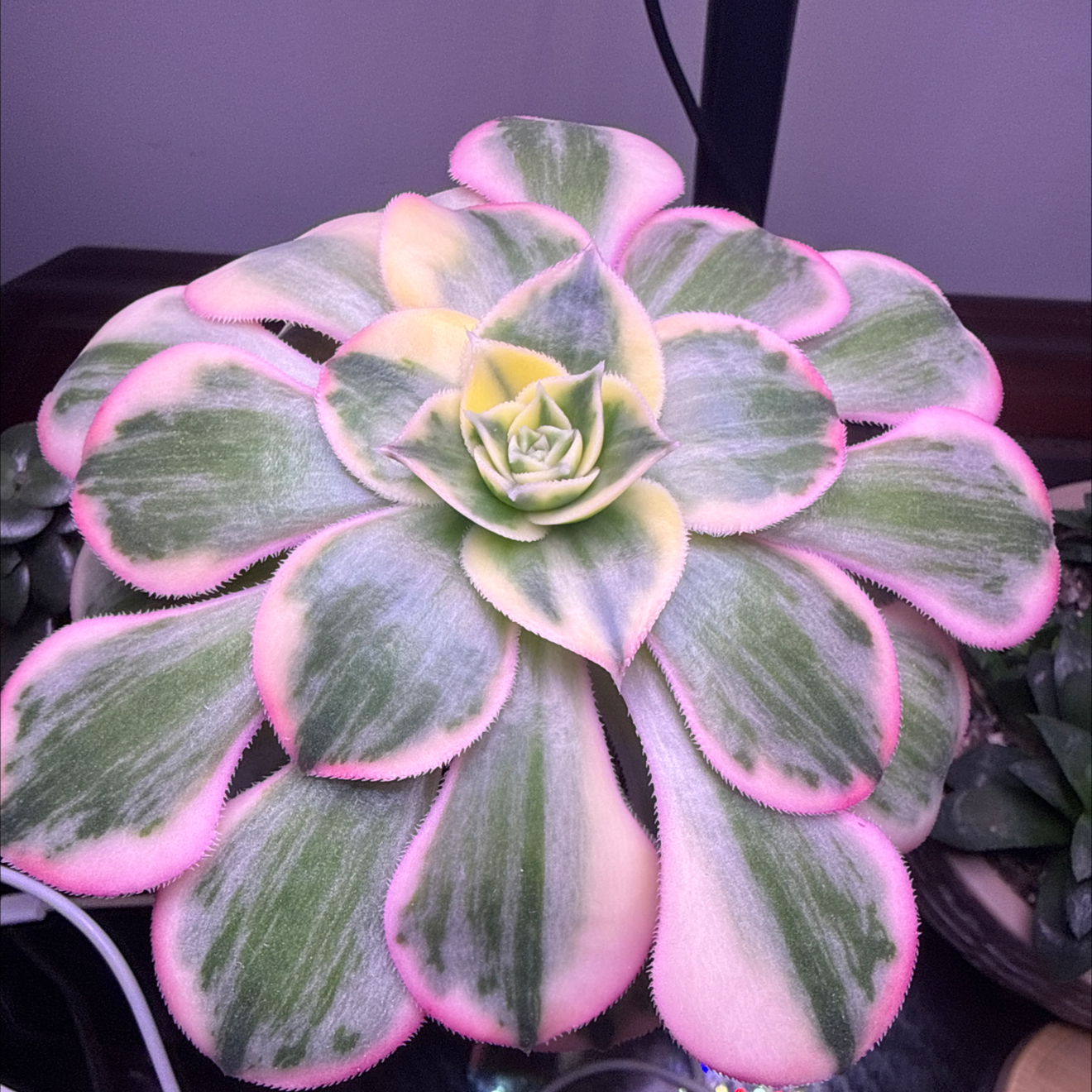 Photo of the plant species Sunburst by @GrownKaramu3 named McKinley on Greg, the plant care app