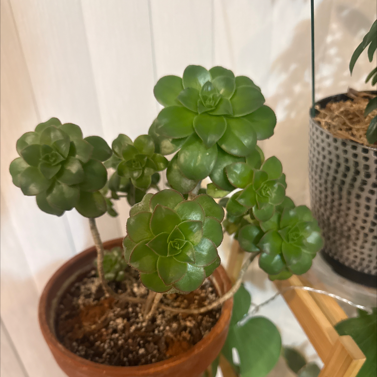 Photo of the plant species Kiwi Aeonium by @GrownKaramu3 named Tree Diddy on Greg, the plant care app