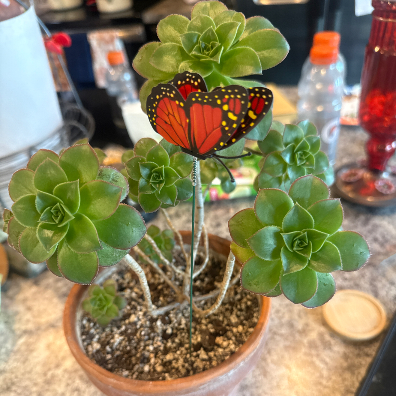 Photo of the plant species Kiwi Aeonium by @GrownKaramu3 named Tree Diddy on Greg, the plant care app