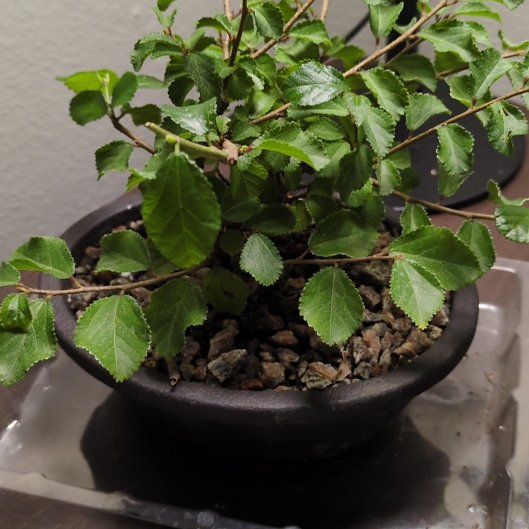 Photo of the plant species Grewia occidentalis var. litoralis by @CalmLentil58 named Sonora on Greg, the plant care app