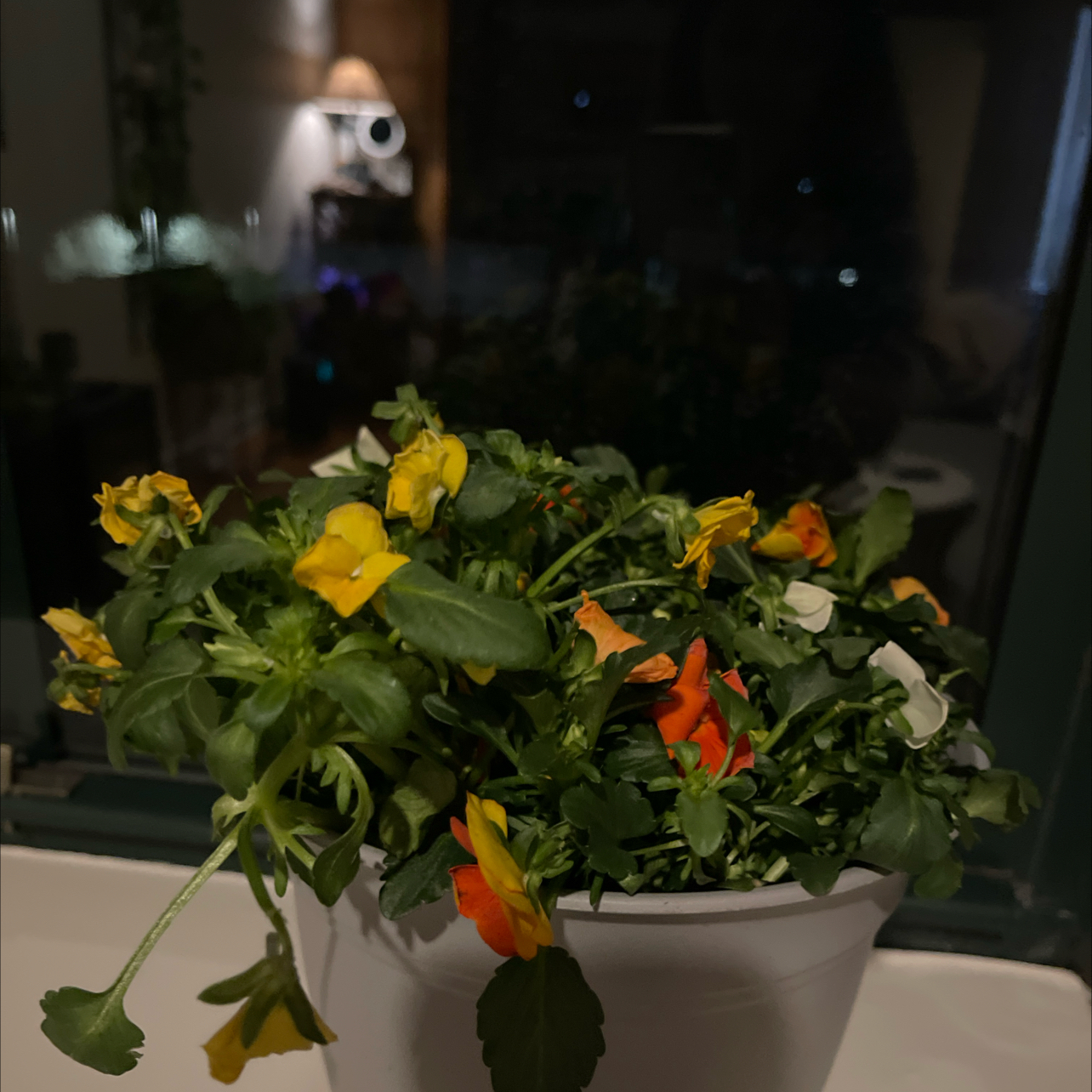 Photo of the plant species horned pansy by @YeahMammillaria named Pansy on Greg, the plant care app