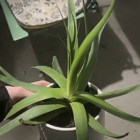 Photo of the plant species Spider Agave by @RegalLemon92 named Spider Agave on Greg, the plant care app
