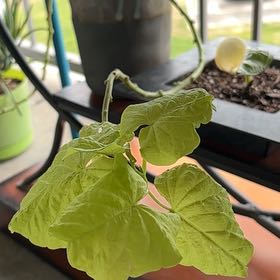 Photo of the plant species Sweet Potato Vine 'Sweet Caroline Green' by @RegalLemon92 named Sweet Potato on Greg, the plant care app
