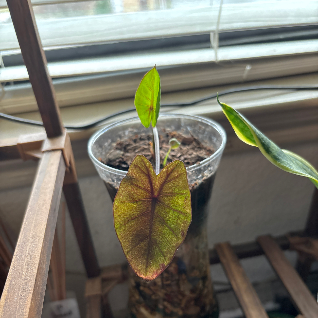 Photo of the plant species Colocasia 'Tropical Storm' by @RegalLemon92 named Colocasia on Greg, the plant care app