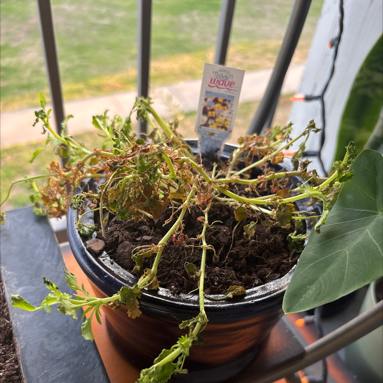 Photo of the plant species horned pansy by @RegalLemon92 named pansy on Greg, the plant care app