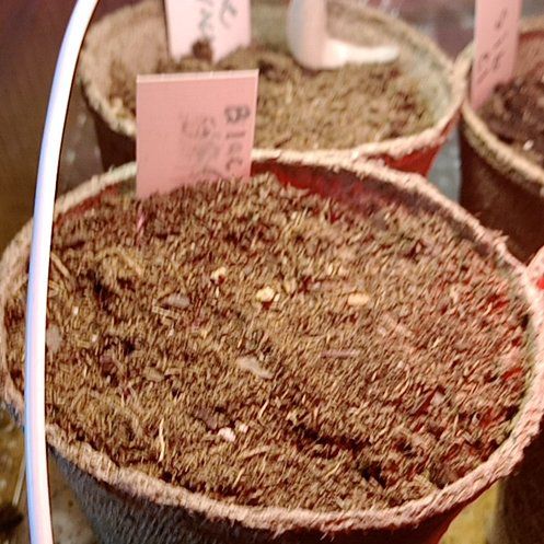 Photo of the plant species Blue Spruce Bonsai by @YeahMedusashead named Harmony on Greg, the plant care app