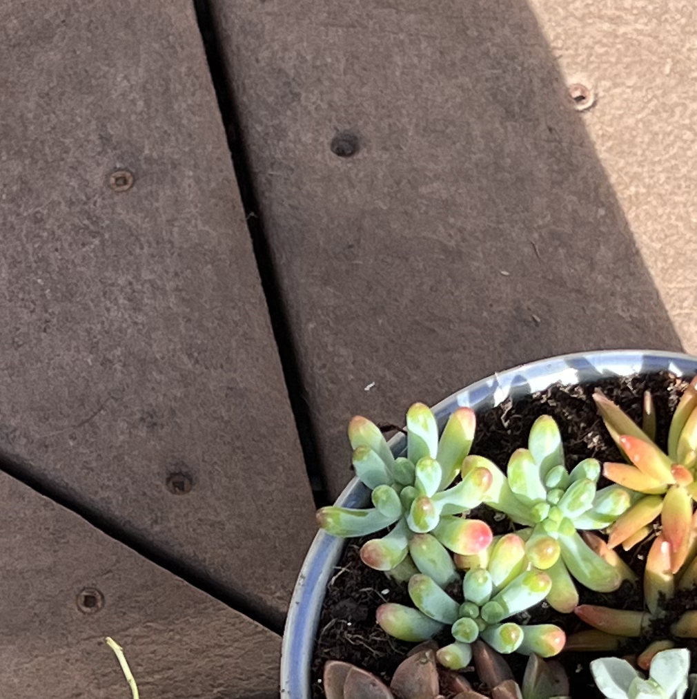Photo of the plant species Sedum pachyphyllum 'Salsa' by @HeroAsarina68 named Jelly Bean on Greg, the plant care app