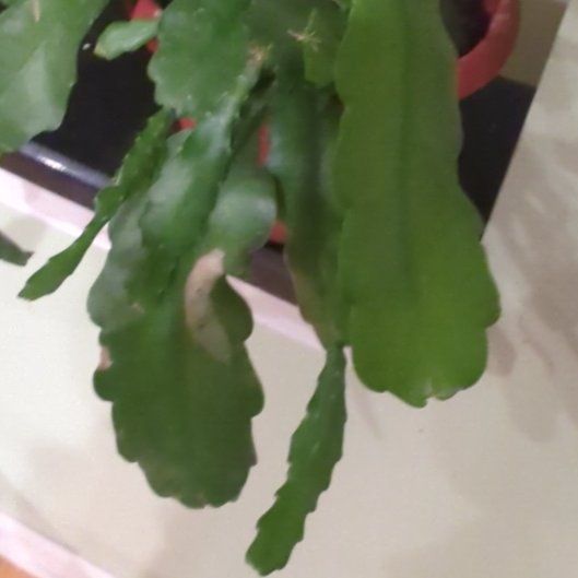 Photo of the plant species Epiphyllum 'Beavertail' by @IdealAnthora1 named Stella on Greg, the plant care app