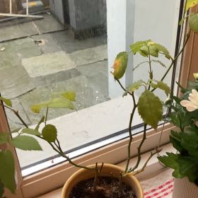Photo of the plant species Tea Rose by @UncorruptedSucc named Elina on Greg, the plant care app