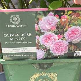 Photo of the plant species Olivia Rose Austin by @BigTomato37 named Rihanna on Greg, the plant care app