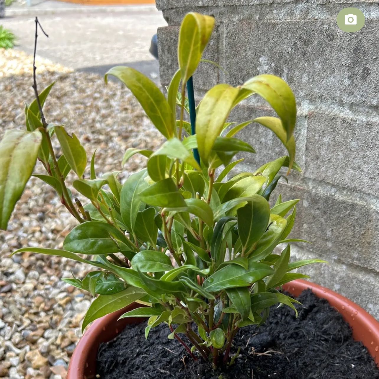 Photo of the plant species Sweet Box by @BigTomato37 named Hamilton on Greg, the plant care app