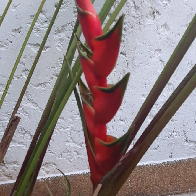 Photo of the plant species Red Palulu by @SwellHoupara61 named Oscar on Greg, the plant care app