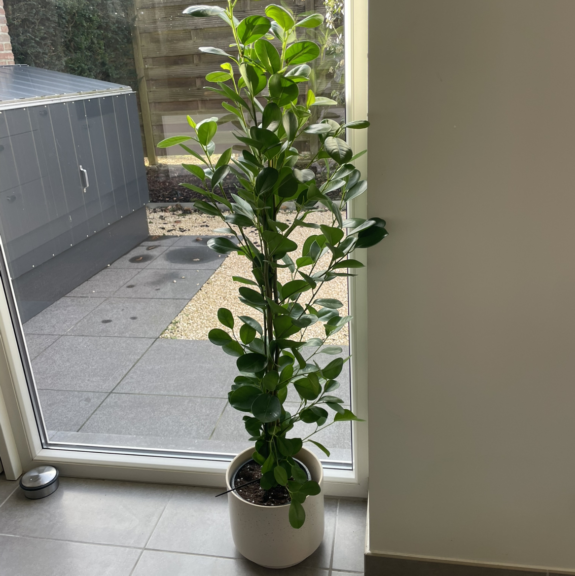 Photo of the plant species Ficus Microcarpa by @bloom4 named Spike Leaves on Greg, the plant care app